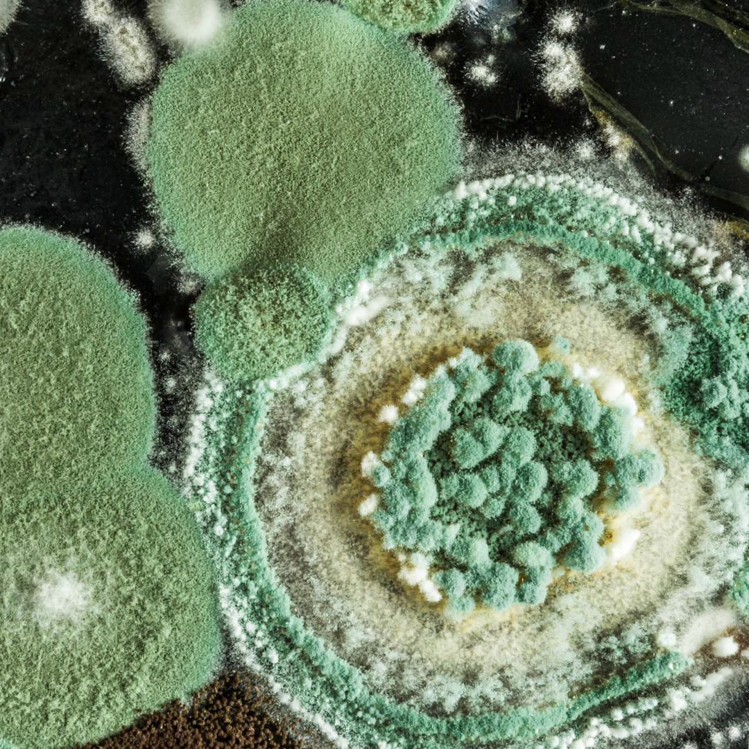 cmscientifica1's tweet photo. Padrões da LGC Dr. Ehrenstorfer para testes de micotoxinas estão sendo usados em pesquisas para detectar a contaminação de fungos em alimentos. Saiba mais: https://t.co/rNs7TYMiFP https://t.co/ALC6prry3E