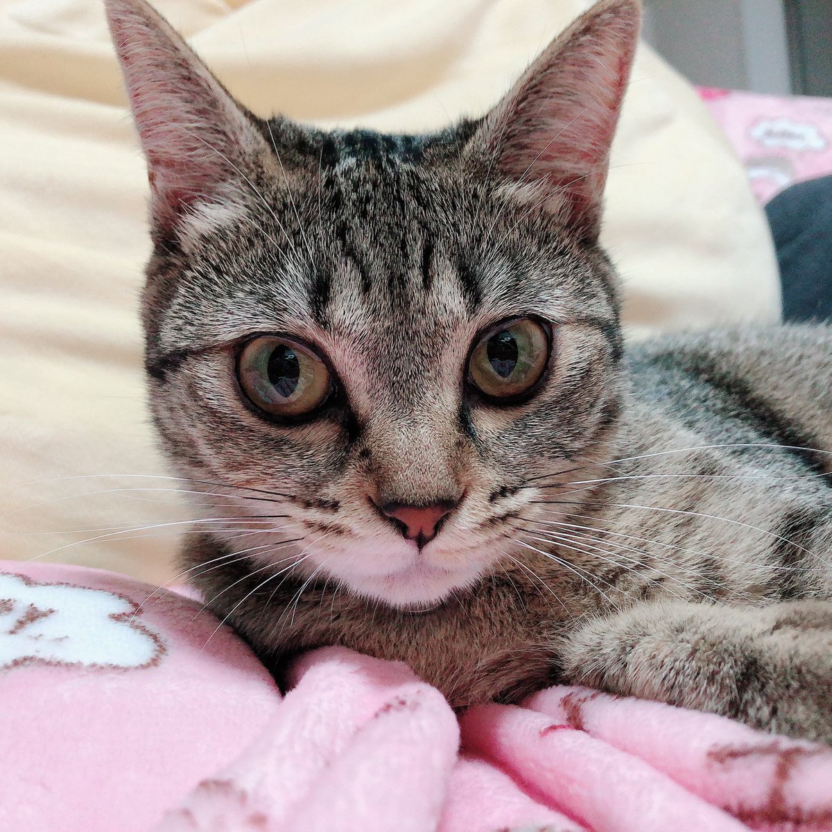 可愛いがすぎる