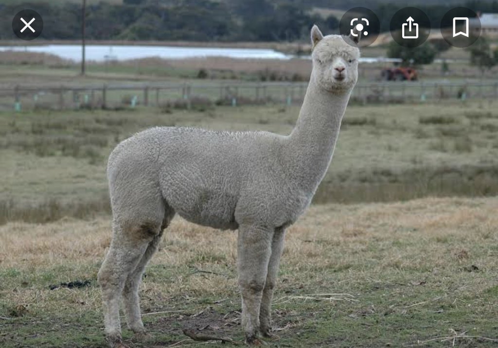 トリニクって何の肉 で アルパカ が話題に トレンドアットtv