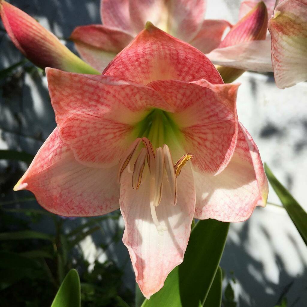 cindysnyderbook's tweet photo. Another bloominโ beautiful day!
#amaryllis #flowerstagram #springinflorida #springflowers #springhassprung https://t.co/gETD8YQM1q https://t.co/6pfuZ8AaDT