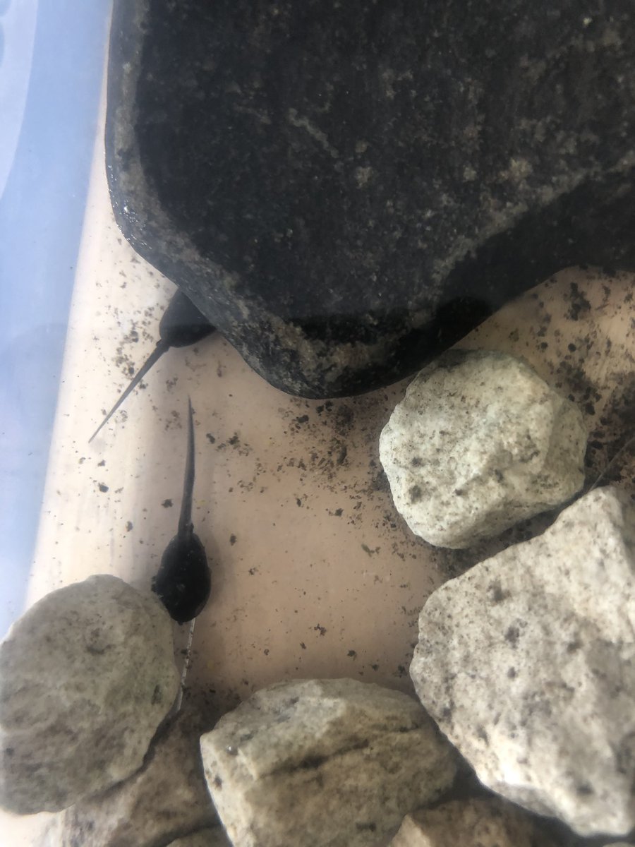 shardy101's tweet photo. We are researching tadpoles ! @MissHughes32 https://t.co/mRSkB6i7PR