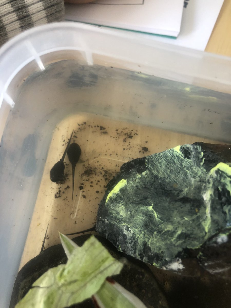 shardy101's tweet photo. We are researching tadpoles ! @MissHughes32 https://t.co/mRSkB6i7PR