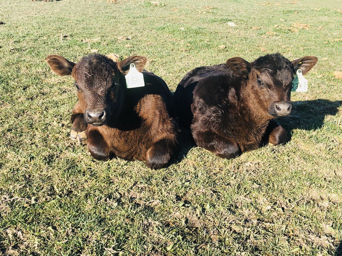 EdenvaleTrouble's tweet photo. Cute little end of March calves soaking in the sun this morning. #BFO #ontarioangus #farm365 https://t.co/ez33DdnqNB