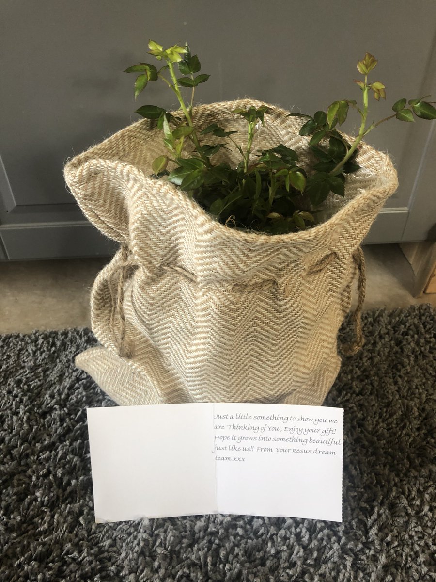 maria_smith999's tweet photo. A ‘Thinking of You’ Rose appeared at my door this afternoon from “Your Resus Dream Team”!!! Gorgeous. Thanks Resus Dream Team!!!! Love it. @Kerriwilko84 @HannahOsborne91 @EmusMum @Ros19329713 @SimandResusglos Ben #oneluckygirl #newrose ❤️❤️❤️ https://t.co/f85rsAL8L8