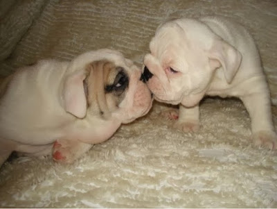 mibulldogingles's tweet photo. Besito https://t.co/fVj21eiHJh https://t.co/U6tLyBxU5D
