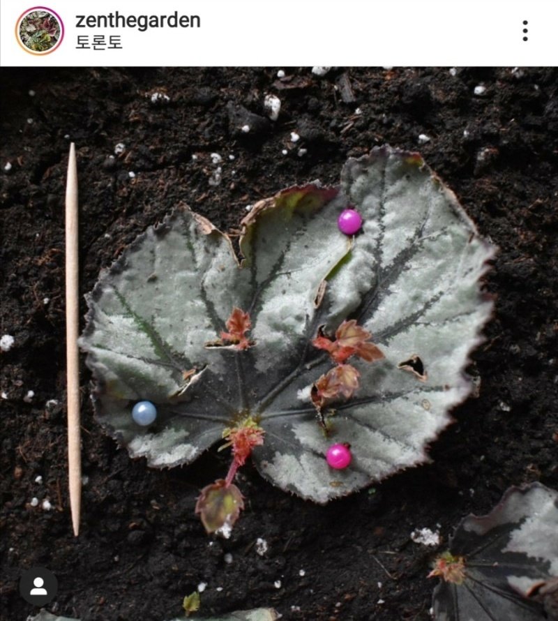 puljigumong's tweet photo. 베고니아 잎맥번식은 보면 볼수록 신기하다... https://t.co/8d2gCXktnu