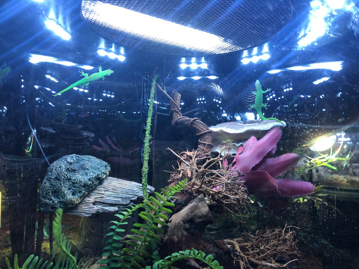 LivingShoresNH's tweet photo. #TriviaTuesday!
🦎
What are these little guys? They can be found in our aviary.
Guess below! 
#StayHome #LivingShoresAtHome https://t.co/aLdxfEUVah