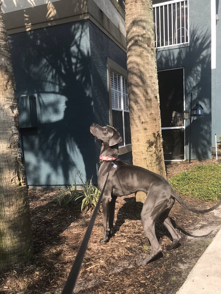 🎉 HAPPY BIRTHDAY STORM 🎉
It’s so hard to believe that my baby girl turns 1 today!

#serviceanimals #servicedog #greatdane #greatdanepuppies #mobilityservicedog @SmallStreamersR @IncPetsnip @DogsTrust @SEGuideDogs @dog_rates @Worldofdogs4 @rescue_top