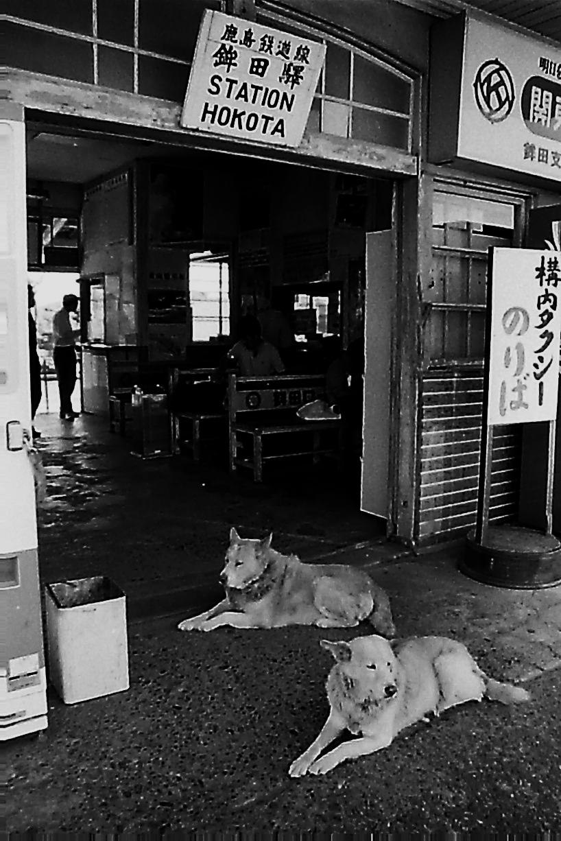 関鉄レールファンclub 公式 忠犬タロー 1964年 昭和39 石岡駅で17年間飼い主を待ち続けたタロー 本名コロ がいた 1981年 昭和56 の別れから28年後に飼い主の女性が名乗り出た 当時 鉾田線で玉造町から石岡の幼稚園に通っていた彼女を追い石岡で