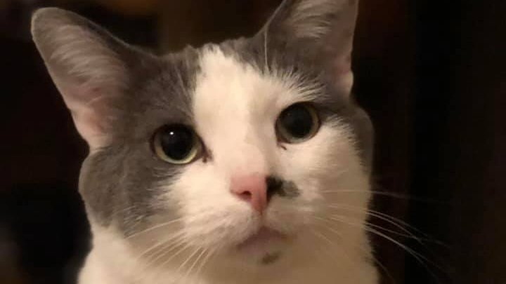 Furry Friends Refuge tweet media