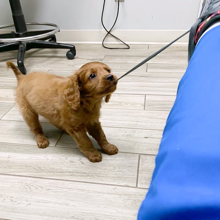 AMHCharlotte's tweet photo. Waylon came to see Dr. Andersen for his first puppy visit!! 🥰🥰🥰 https://t.co/cT5UnIREvO