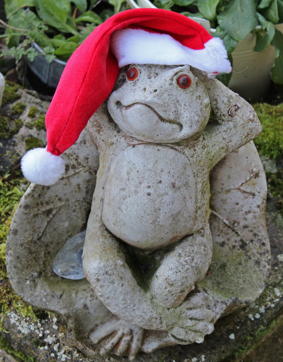 MD_Briggs's tweet photo. It's 5pm.......at last....

So we have a #FrogsLife......

About to perform his latest song

grant/paper/review writing blues.....🙃 https://t.co/QWH2lcl5OP