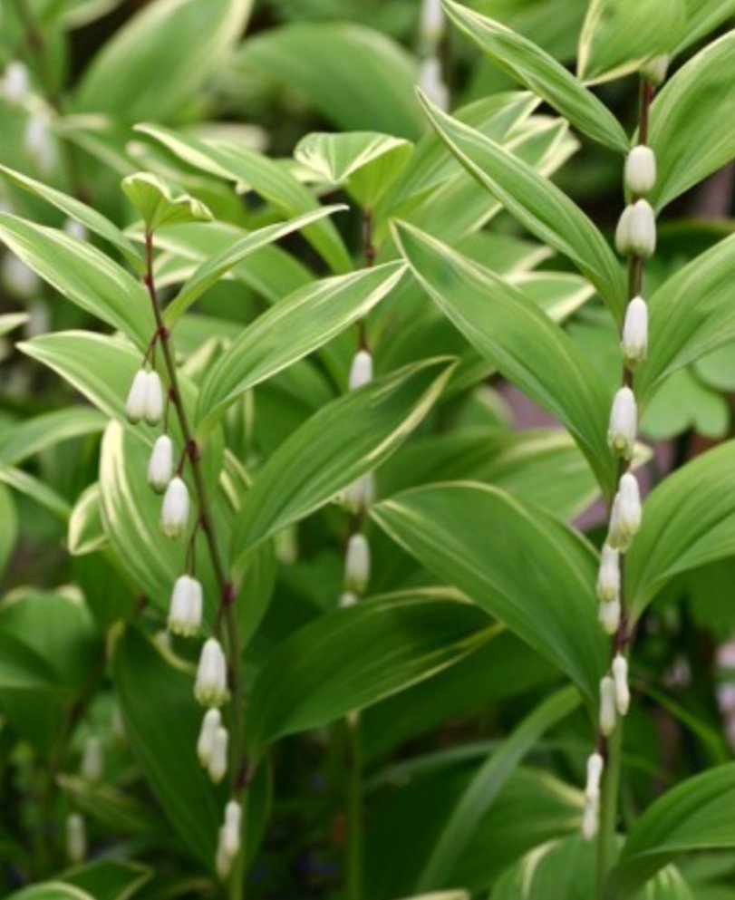 <a href="/lms09040/">Heart</a> <a href="/thetop7588/">담비맘</a> <a href="/Lena_Leben/">BellaLuna</a> 은방울꽃과 둥글레는  모양이 비슷한데
서로 다른 풀입니다.
식용으로 쓰이는 것은 둥글레입니다 
꽃모양이 비슷하지만 둥글레꽃이 조금더 길죽한 종모양입니다.
왼편이 은방울꽃
오른편이 둥글레꽃입니다.