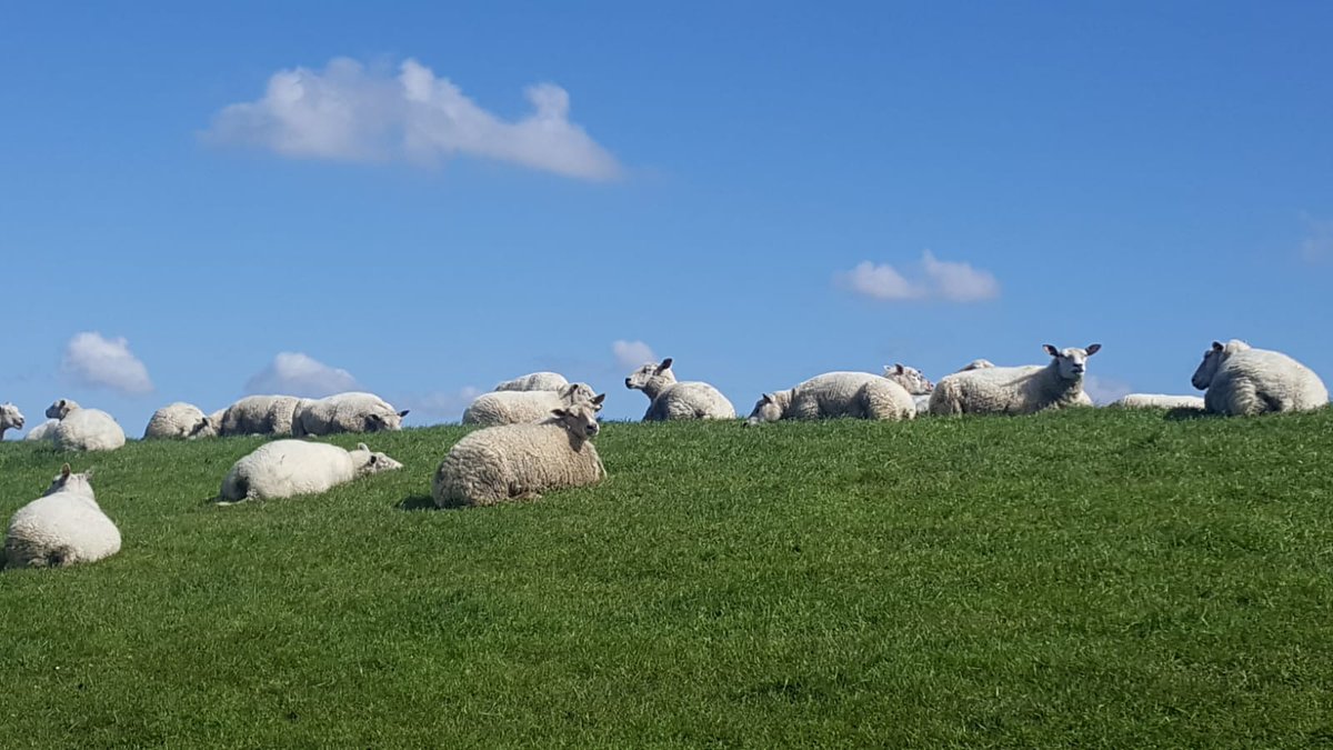 Ronald_Udo's tweet photo. Bevrijdingsdag 05-05-2020, wat een plaatje in #Noordpolderzijl. "Hij laat mij rusten in groene weiden", "het ontbreekt mij aan niets". https://t.co/qWa3Op5M5P