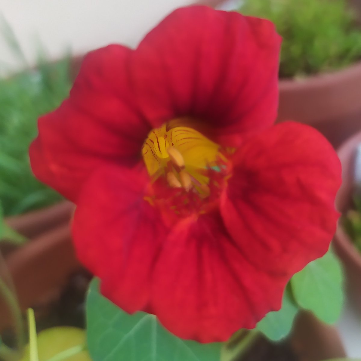 aitaanagg's tweet photo. la primera flor que sale https://t.co/y0s9PUrmaV