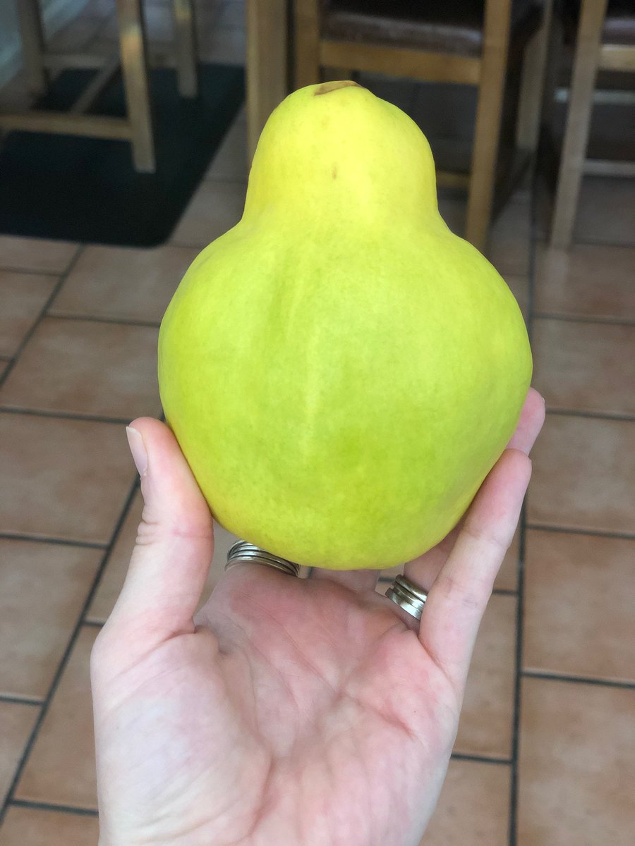 MirandaMac's tweet image. We went to #newingtongreen fruit and vegetables &amp;amp; bought a bunch of mystery fruit I literally didn't even know how to eat. Custard apples, kumquats, dragon fruit and... this thing. Anyone know what it is so I can Google it?? It's hard and kind of looks like a apple and a pear.