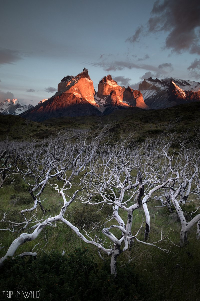 Trip in Wild tweet media