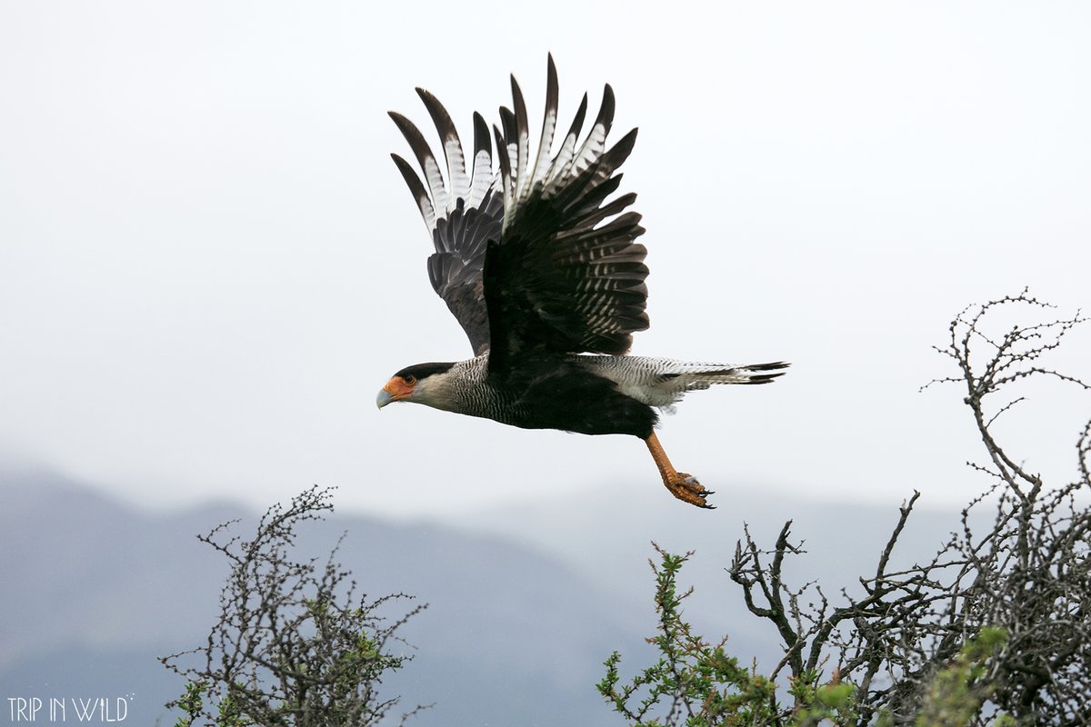 Trip in Wild tweet media