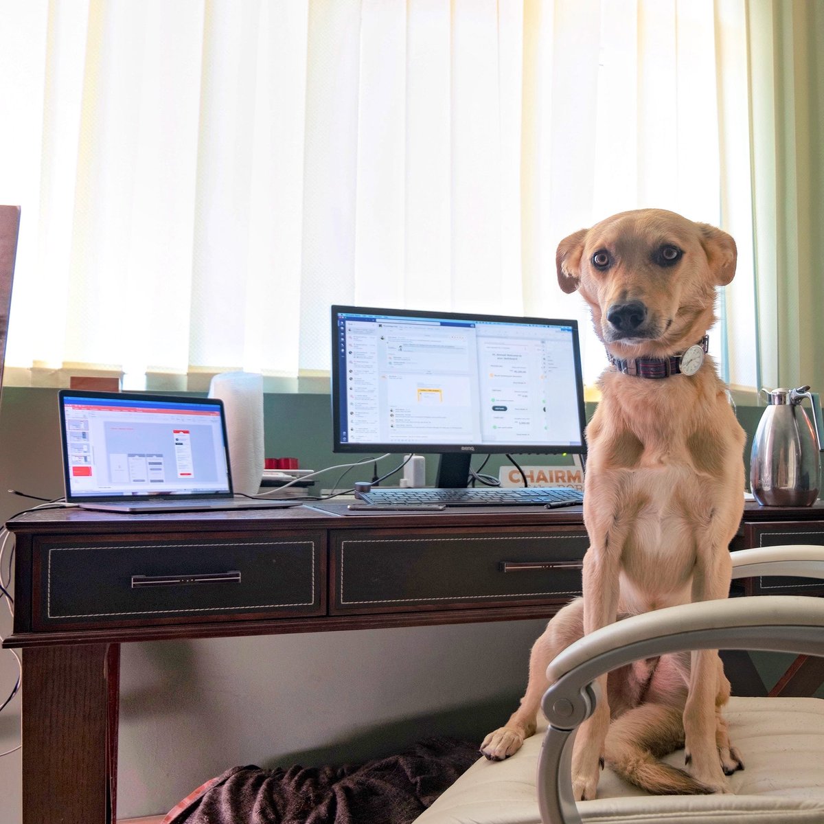 PubSapientdubai's tweet photo. Welcome to the Team, Pablo🐕‍🦺
Week 6 of Homeoffice for the MENA Team. Seems that our furry co-workers are taking over the business.
Their support, snuggles and sizable contributions to video calls have been very welcome during this time of working remotely.
#petlover #homeoffice https://t.co/QLVppU0Cvn