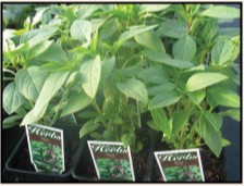 High Hopes TR tweet media