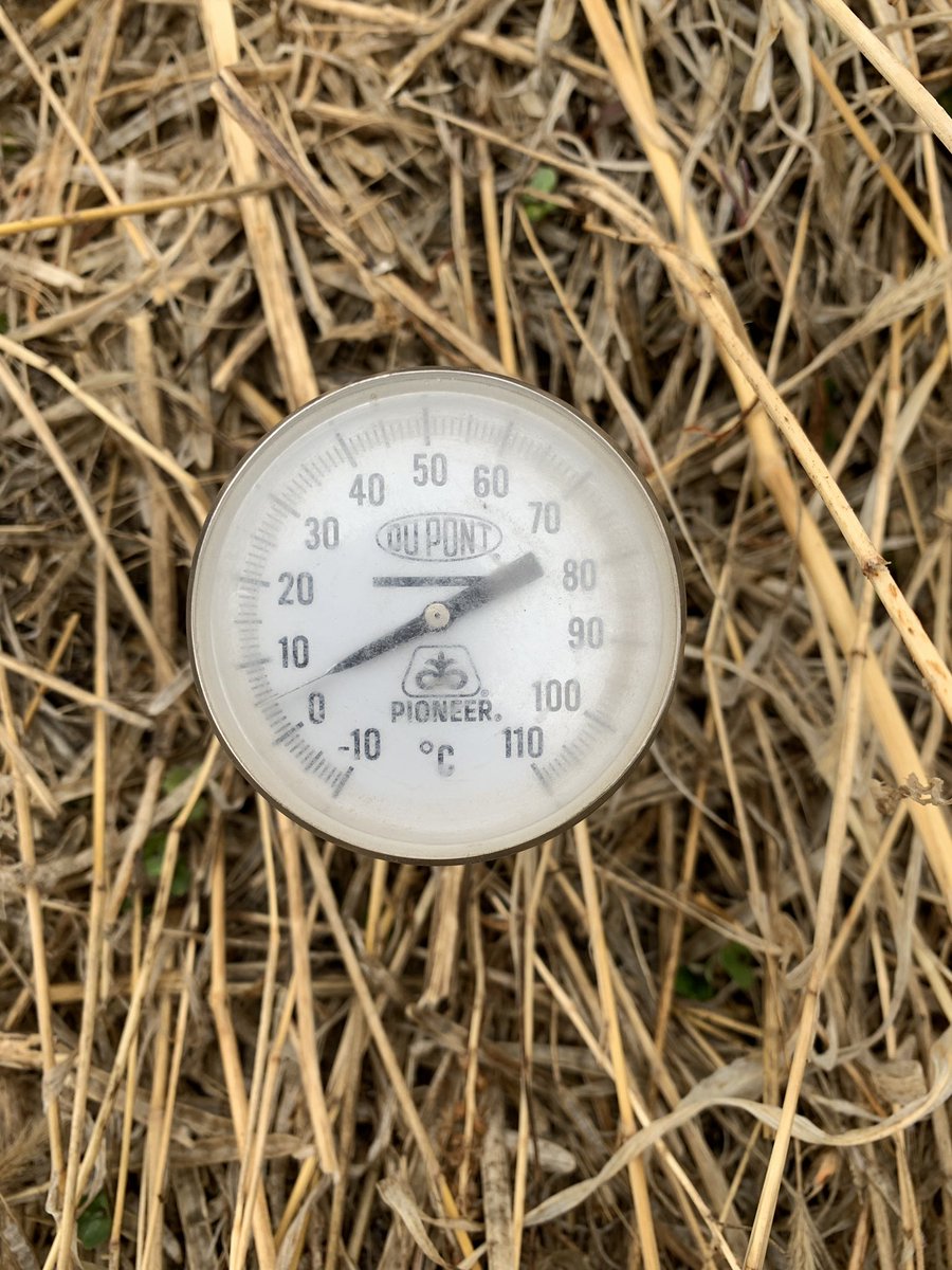 AdelmanGreg's tweet photo. Soil temp this am.  Also some fleabeetles damage to volunteers.  I recommend my clients not seed canola b4 May 10.  Less risk of frost and #fleabeetles https://t.co/F5vU5RvAGy