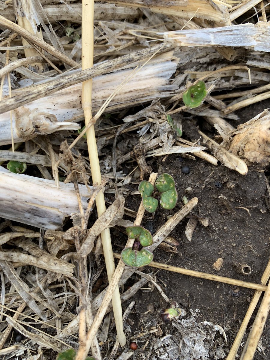 AdelmanGreg's tweet photo. Soil temp this am.  Also some fleabeetles damage to volunteers.  I recommend my clients not seed canola b4 May 10.  Less risk of frost and #fleabeetles https://t.co/F5vU5RvAGy