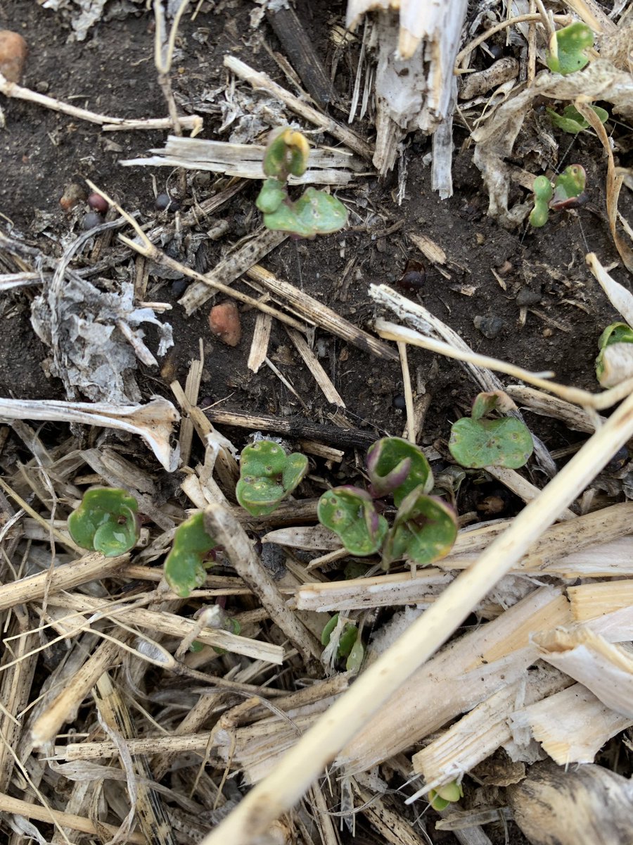 AdelmanGreg's tweet photo. Soil temp this am.  Also some fleabeetles damage to volunteers.  I recommend my clients not seed canola b4 May 10.  Less risk of frost and #fleabeetles https://t.co/F5vU5RvAGy