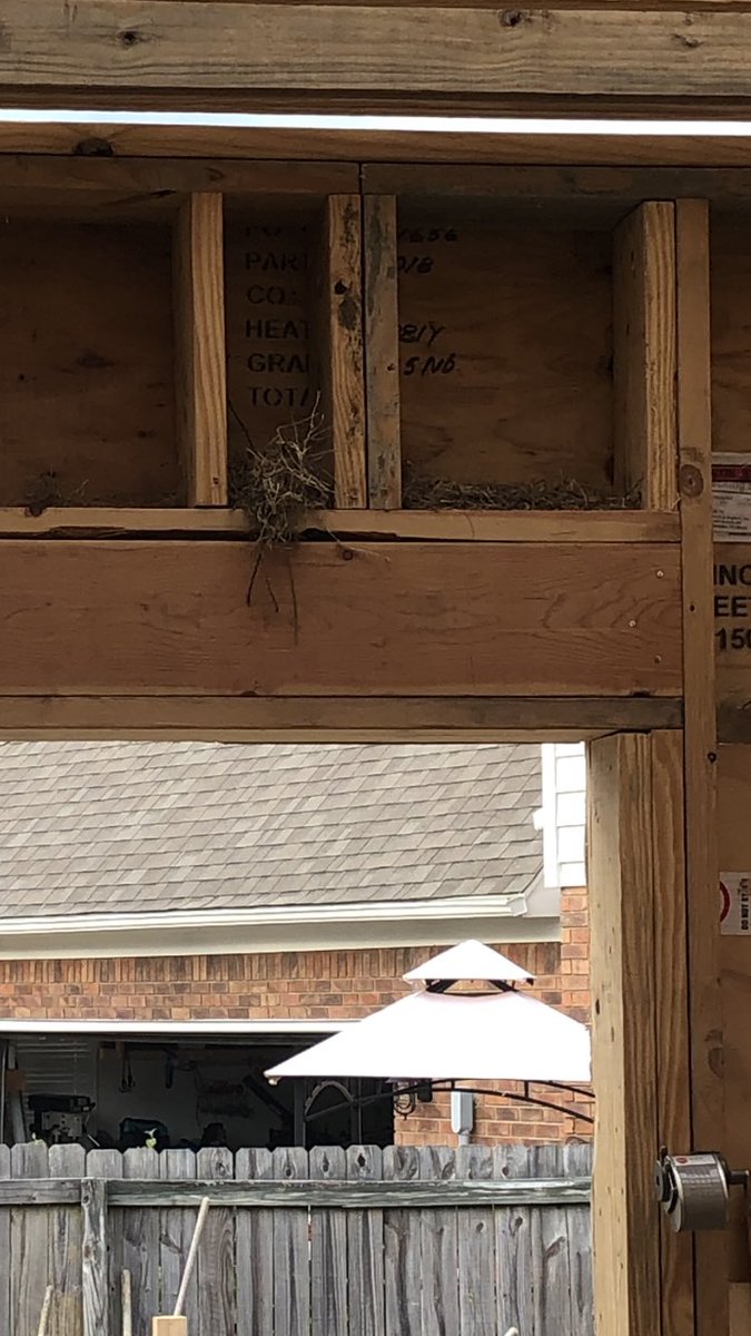 blurtlander's tweet photo. Have not even finished garage and the birds moved in. https://t.co/4J8nJ0BVGu