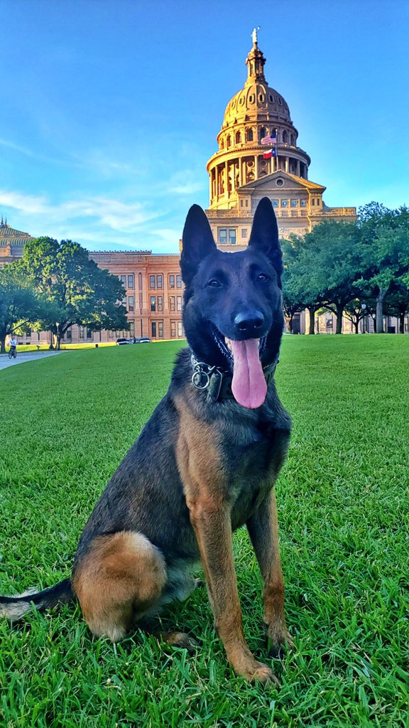 Wilco Sheriff's K9 Unit tweet media