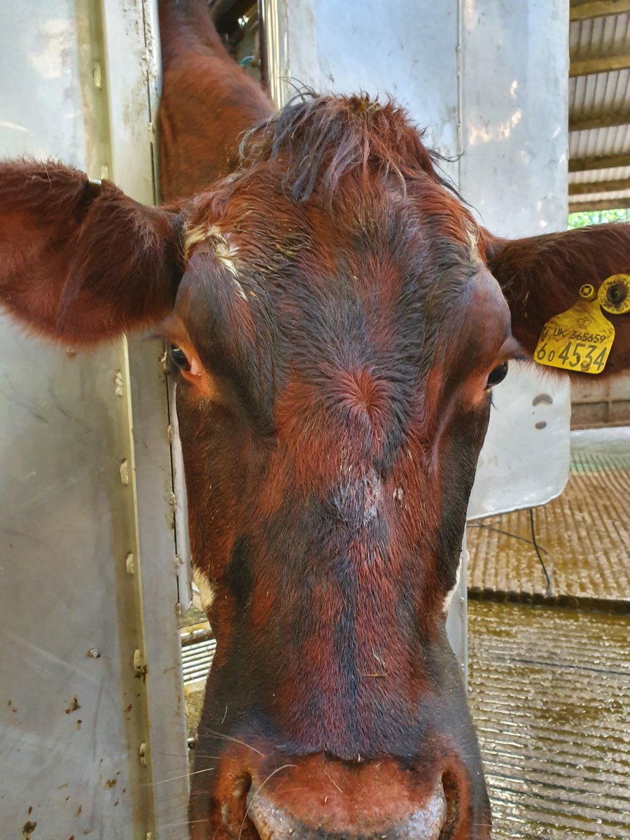What an utter delight to trim the <a href="/riverforddairy/">Riverford Dairy</a> ladies! We love this farm and what it stands for, a delightfully mixed and happy herd, nestled in the #Devon hills   riverforddairyshop.co.uk #organic #organicfarming #Dairy #compassion #kindness