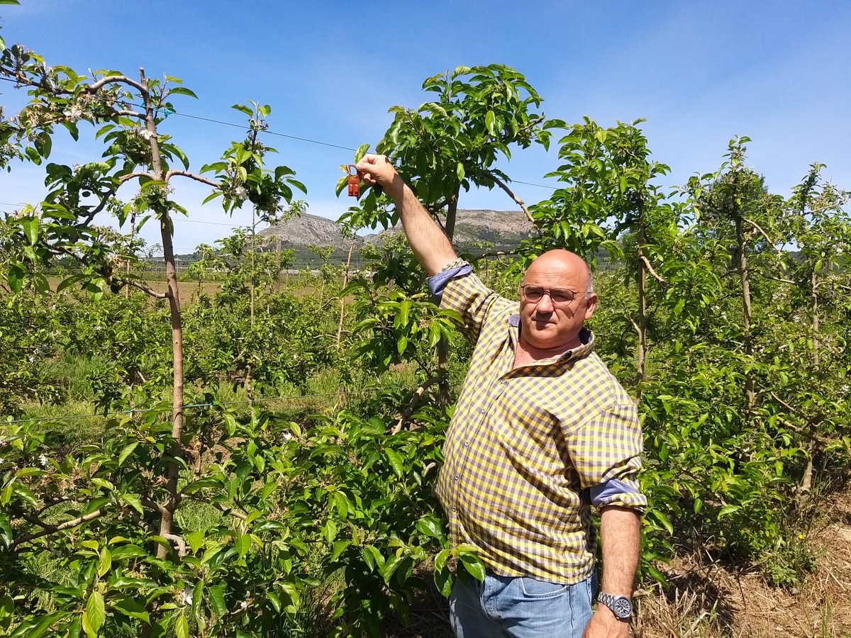 Aquests matí hem acabat d’instal.lar noves càpsules de feromones. Un sistema que lluita de manera natural contra el corc de la poma. És garanteix així una 🍎 de qualitat i sense químics. <a href="/pomadegirona/">IGP Poma de Girona</a> <a href="/arrandeterra_/">Arran de terra SCCL</a> <a href="/productorscat/">Productors Catalans</a> <a href="/PagesosGPS/">Pagesos GPS</a> #km0