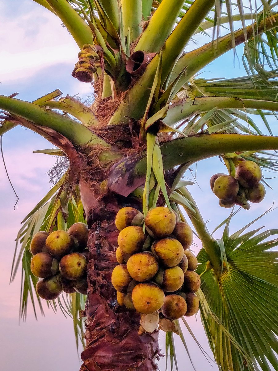 AkhilShatagni's tweet photo. thaati munjalu (ice apple). Summer is made. Don’t need anything else! 😀🌴
#toddyfruit #toddytapper #తాటిముంజలు
#ThaatiMunjalu https://t.co/C9nb2Af2PH