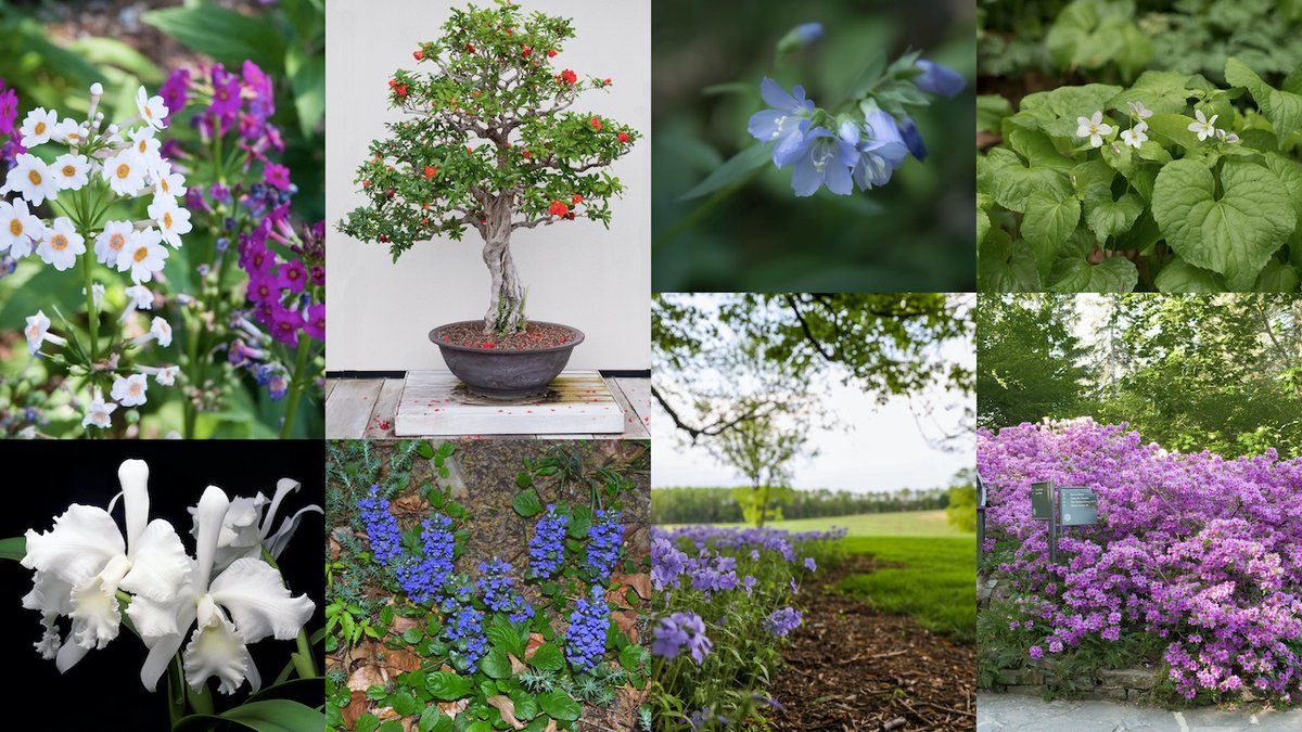 longwoodgardens's tweet photo. Cue the May flowers! There’s so much going on in the Gardens right now. See what’s popping up: https://t.co/cd1CuapSOw And we’d love to see what’s blooming in your gardens, too. Share your May garden pics! #OurGardensYourHome https://t.co/6hyppe7XvP