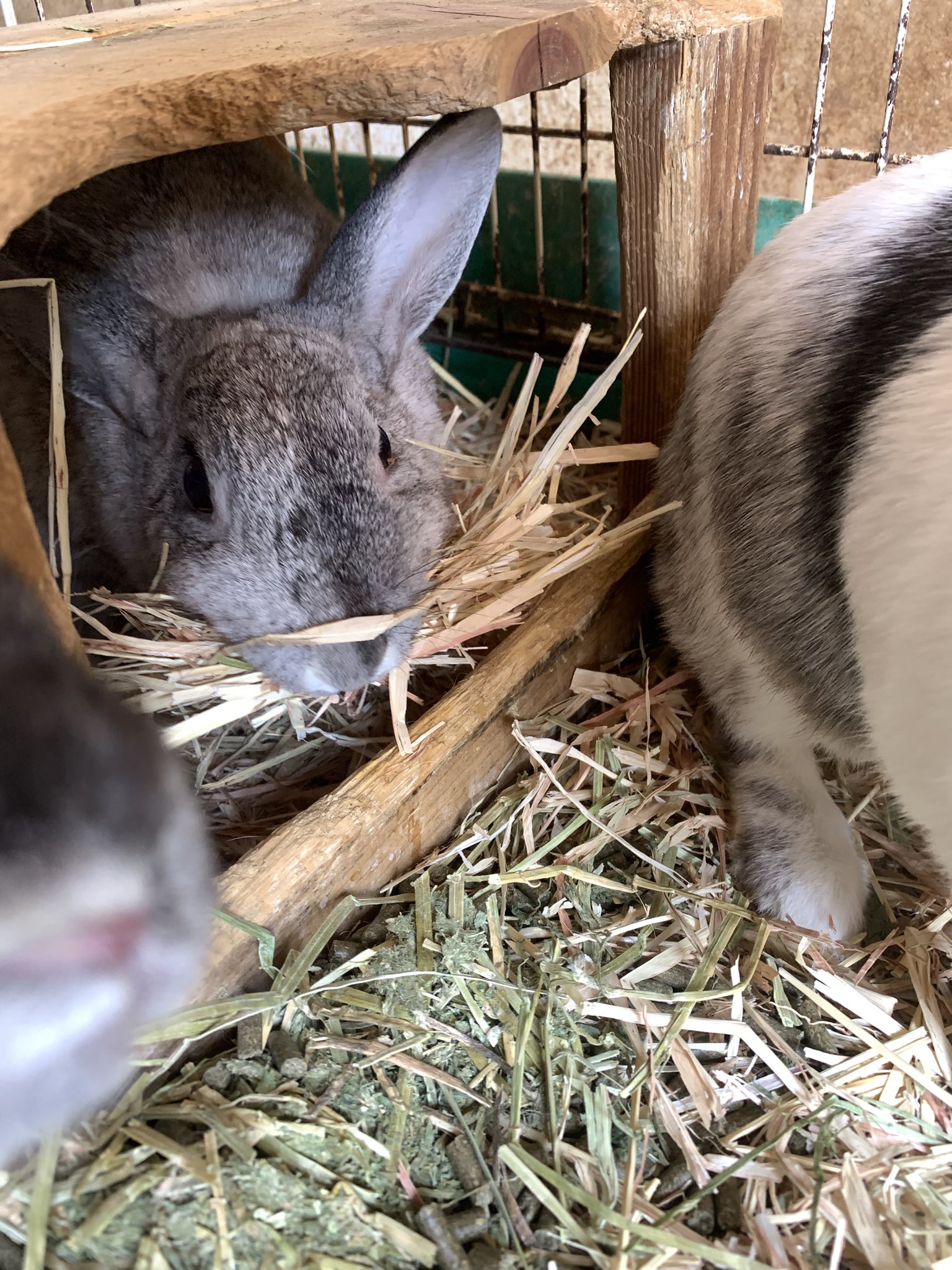 恵那峡ワンダーランド 東ゲート 旧 天界苑 Pa Twitter ウサギのリボンちゃんが沢山の牧草を口にくわえていました 巣を作るための材料集めのときに行う行動です 周りの姉妹たちは少し迷惑そうにしていました 恵那峡ワンダーランド うさぎ 巣作り 練習