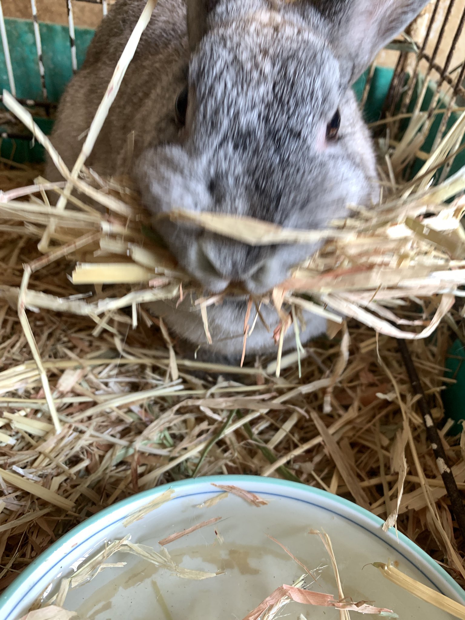 恵那峡ワンダーランド 東ゲート 旧 天界苑 ウサギのリボンちゃんが沢山の牧草を口にくわえていました 巣を作るための材料集めのときに行う行動です 周りの姉妹たちは少し迷惑そうにしていました 恵那峡ワンダーランド うさぎ 巣作り 練習