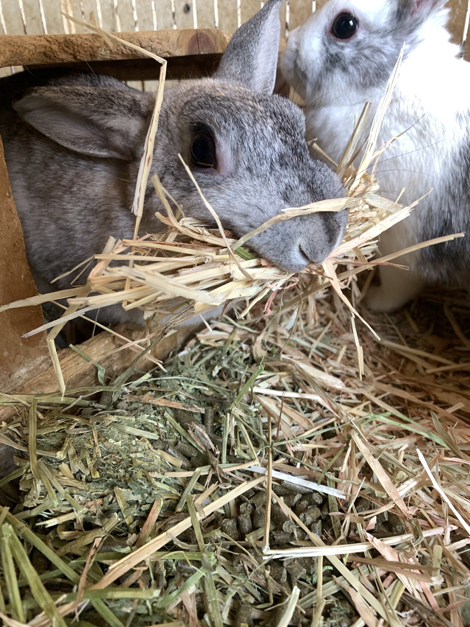 恵那峡ワンダーランド 東ゲート 旧 天界苑 ウサギのリボンちゃんが沢山の牧草を口にくわえていました 巣を作るための材料集めのときに行う行動です 周りの姉妹たちは少し迷惑そうにしていました 恵那峡ワンダーランド うさぎ 巣作り 練習