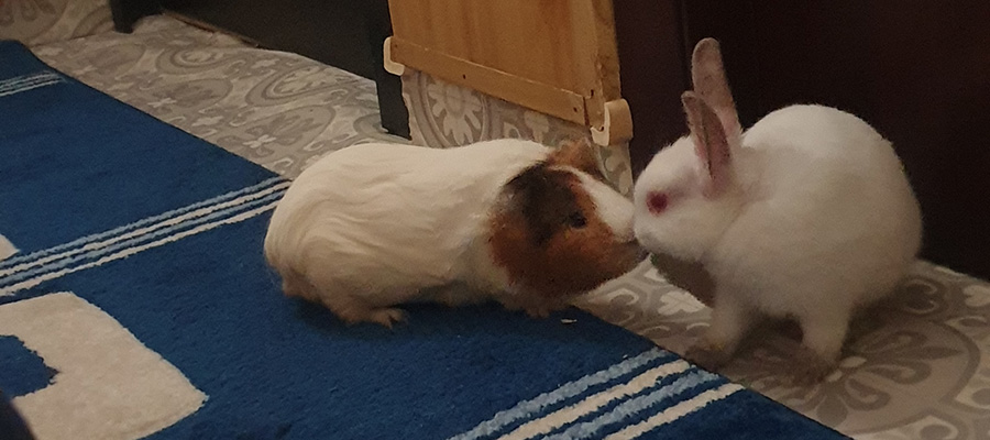 FriendsArthur's tweet photo. Here we immortalized the first meeting between them that was so sweet. We don't know how, but they got along.  #guineapig #guineapigboy #guineapiglife #guineapiglover #guineapigmoments #guineapigoftheday #guineapigpet #petrabbit #rabbit #rabbitgirl #rabbit https://t.co/75arO1LRPZ https://t.co/0pypfxfYA2
