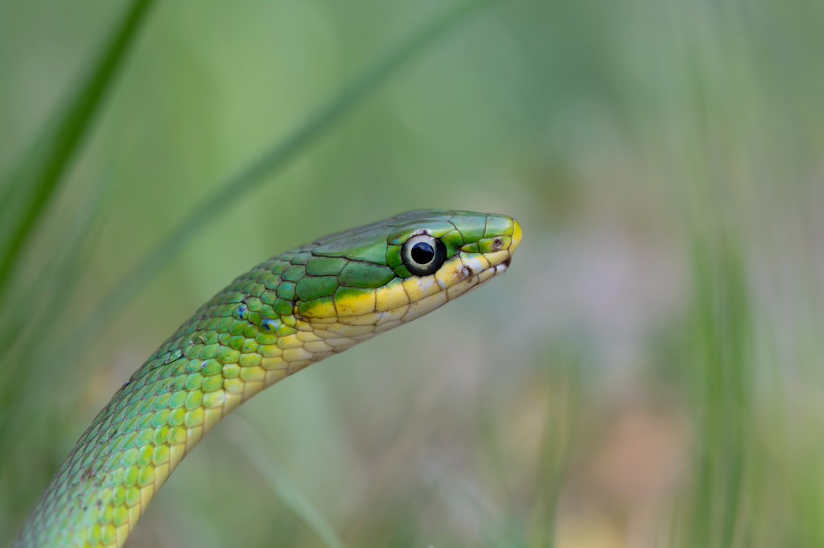 RomeySwanson's tweet photo. Things that are green (and yellow, and turquoise). #roughgreensnake #fredericksburgtexas https://t.co/xyPQw5w0xK