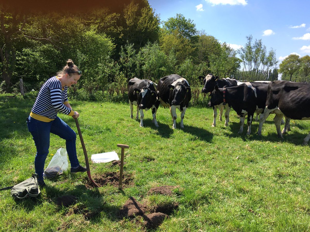 e_hannula's tweet photo. Another picture from the fieldwork of yesterday taken by a colleague (keeping distance!). We had some spectators when we started digging into the soils.. but they lost interest very quickly. #fieldwork #diggingsoil #friendlycows https://t.co/3q6nW8HxVF