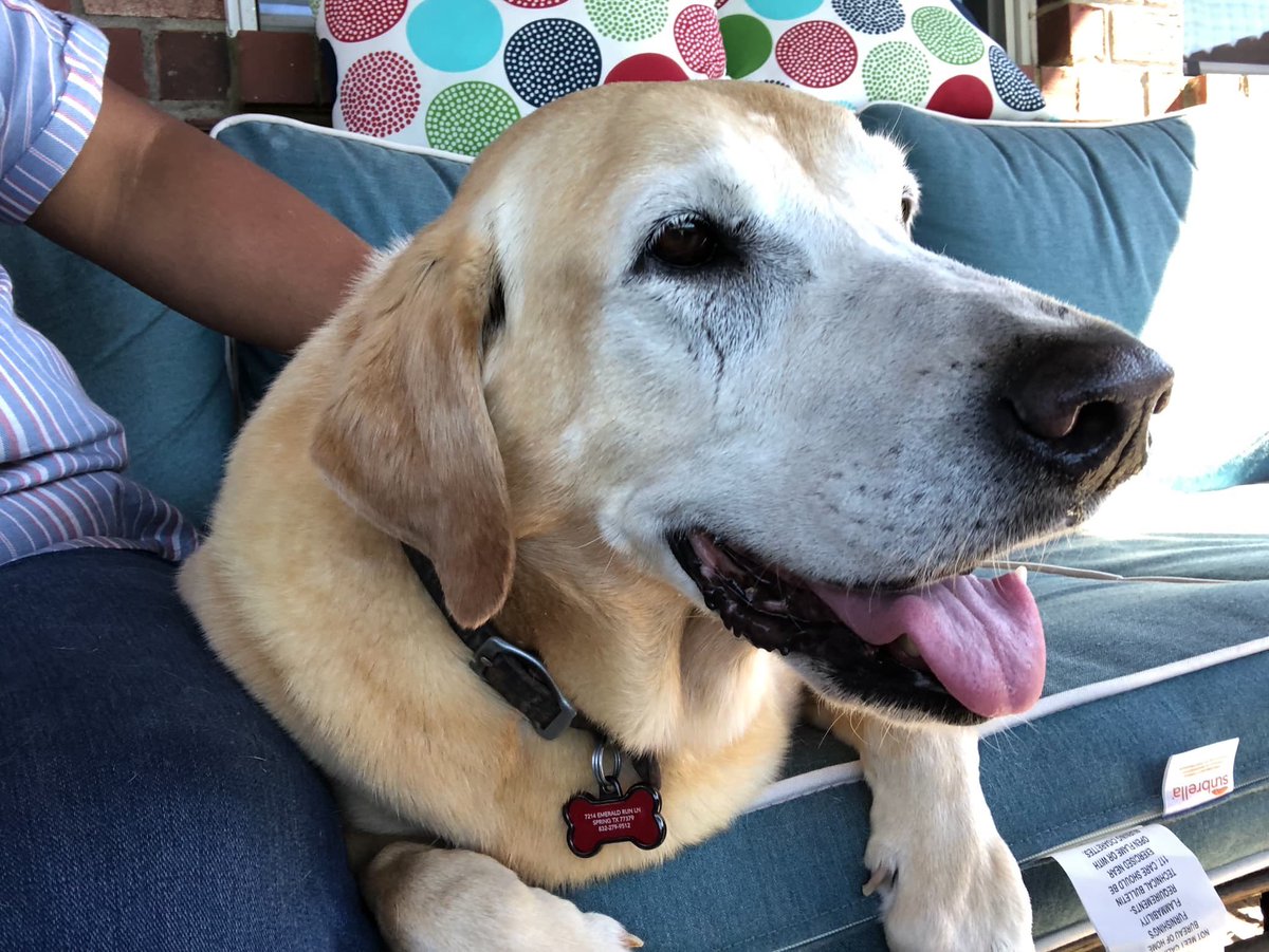 We are so happy to report that Merle has been adopted and is doing just great at his fur-ever home with the Powell family! He is getting lots of snuggles and love and belly rubs.  We are so happy for Merle that he has an amazing family to love.