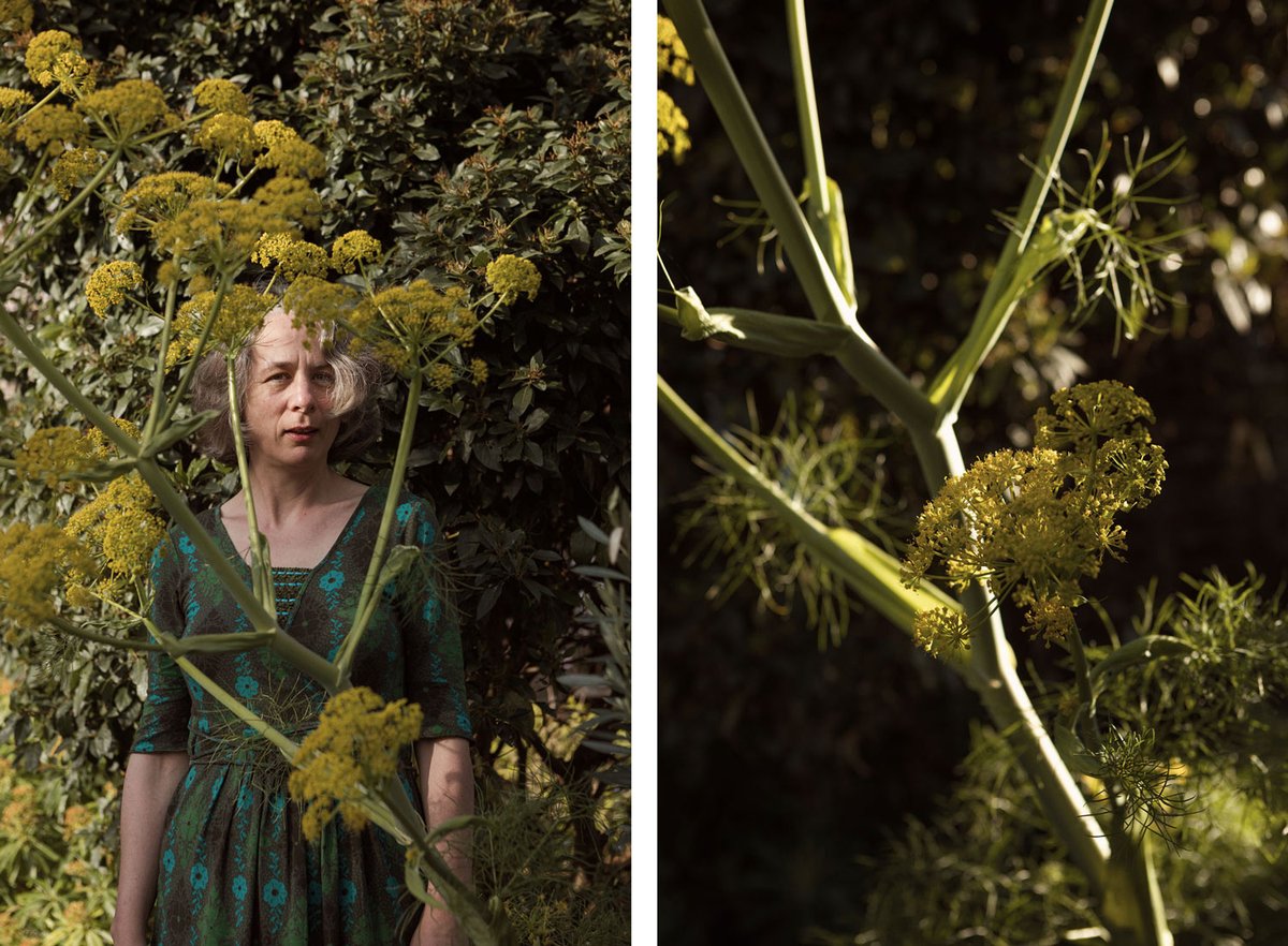 A portrait shoot from a distance
shorturl.at/BFRW6

Commemorating my neighbours fennel plant, which came into flower for the first time in 10 years.

#portrait #nature #distancing #NaturePhotography