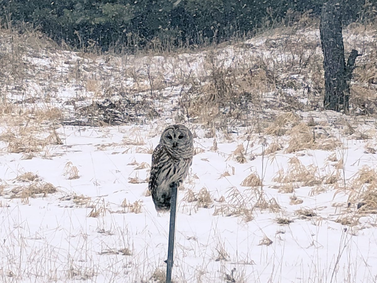 TaylorMadeKG's tweet photo. This week, our K’s are distance learning about owls using the @CornellBirds nest cam. In Feb. I lucked out with my own encounter! 🦉 https://t.co/3nOSibOkve