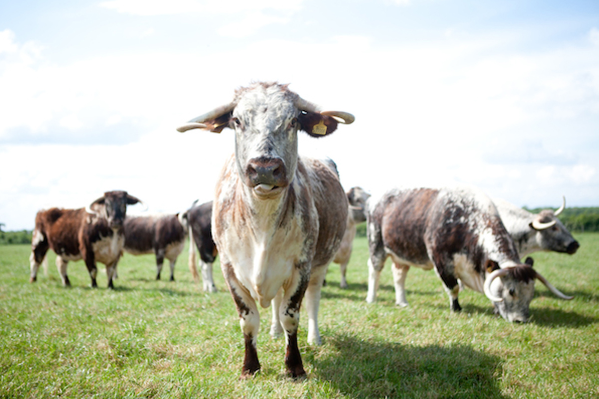 We love seeing our herd of #EnglishLonghorn cattle grazing in the fields. Did you know that English Longhorn cattle are a long-horned brown and white breed of beef cattle originating from the north of England. The oldest native traditional breed in the UK.