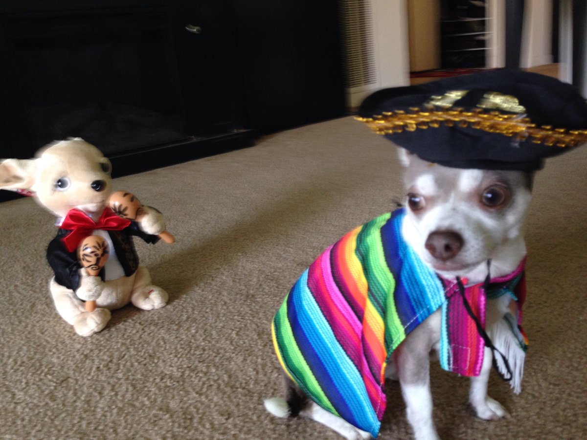 MrLucasClass's tweet photo. Happy Cinco de Mayo! https://t.co/vHbLoTDJfD