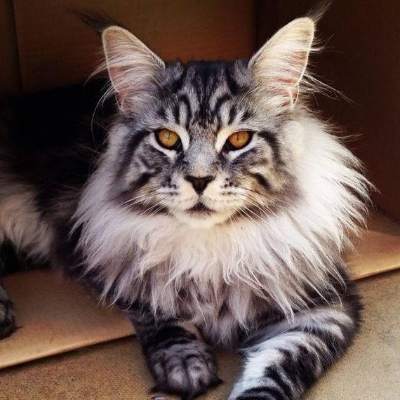 CatLoverBoy3's tweet photo. I Love Maine Coon Cats.
Do You Love? https://t.co/bs4qJBI6AI