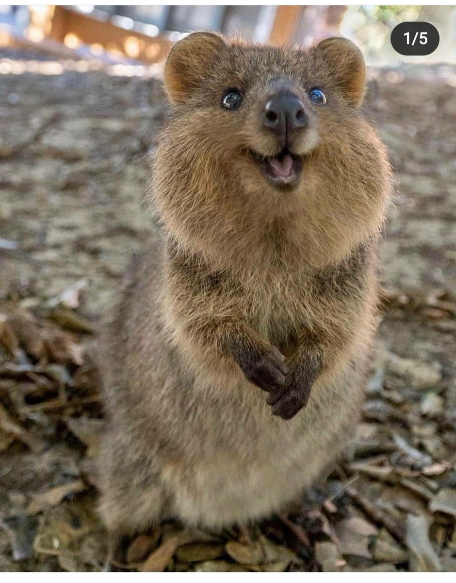 sugarsum43's tweet photo. Quokka kadar mutlu olsak yeter bize🤣🤣😍😍😍 https://t.co/QDGW6ORj6L