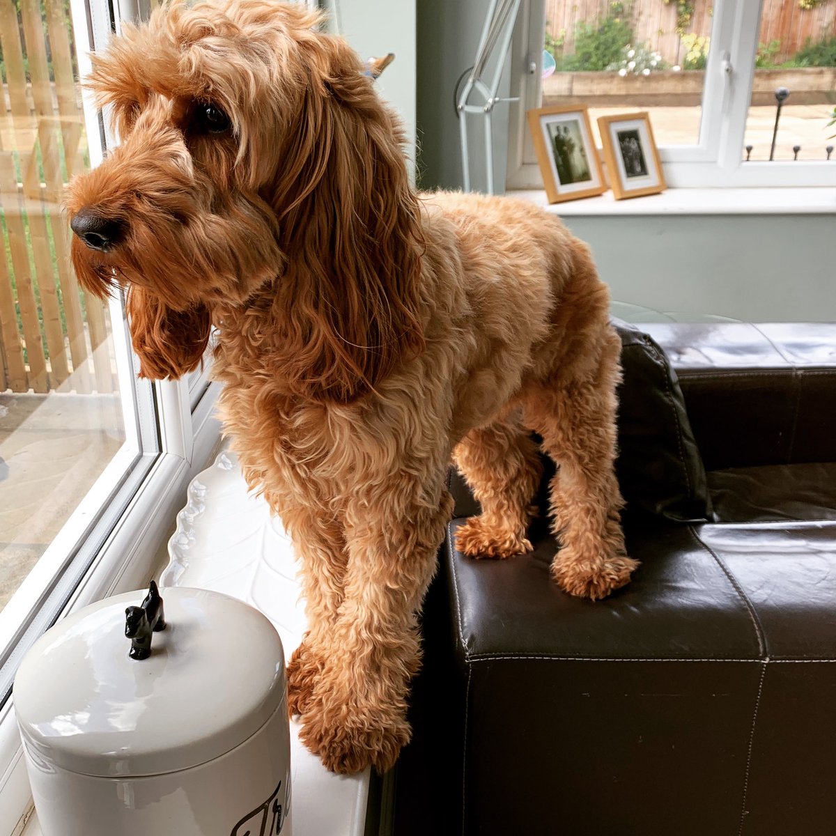 bells_boo's tweet photo. Watching the world go by! 🐾 #tuesdayvibes #wishiwasoutside #redcockapoo #cockapoo #dogsoftwitter #lockdownuk #Lincoln #Welton #Lincolnshire https://t.co/Tm9zW4zN3g