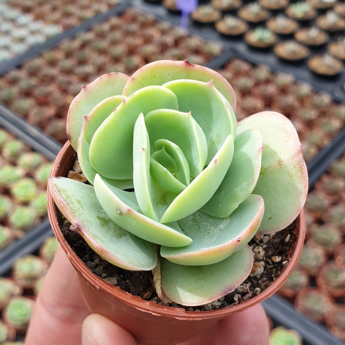 Echeveria 'Green Spoon' 💚🌱

#echeveria #succulents #suculenta #suculentas #sukkulentenliebe #多肉植物 #sukkulente