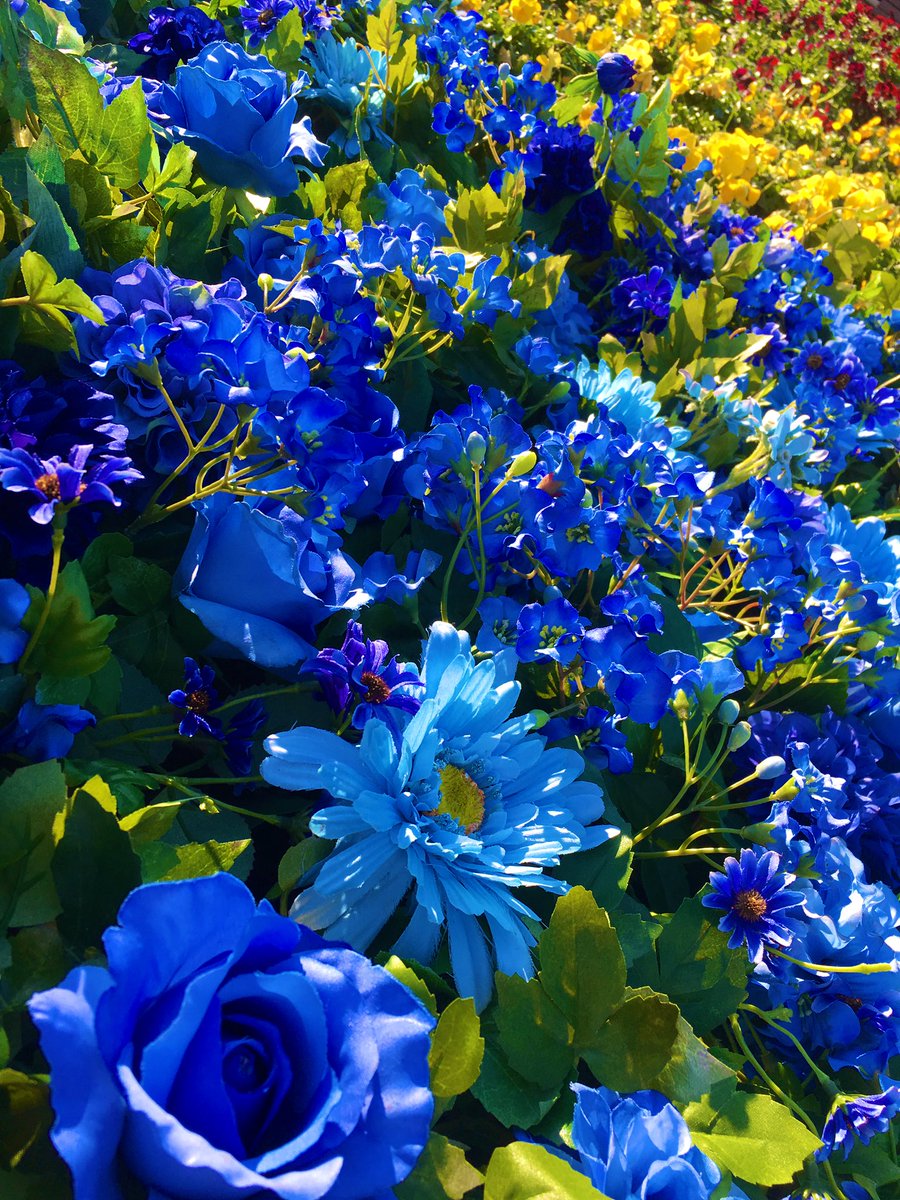 安西ゆか در توییتر ディズニーのお花が好き W これはディズニーシーのピクサーの時 花壇で見つけた青いお花 鮮やかな色はもちろん 一番は青いバラに惹かれてパシャリ W 後ろの黄色と赤も素敵 東京ディズニーリゾートの世界