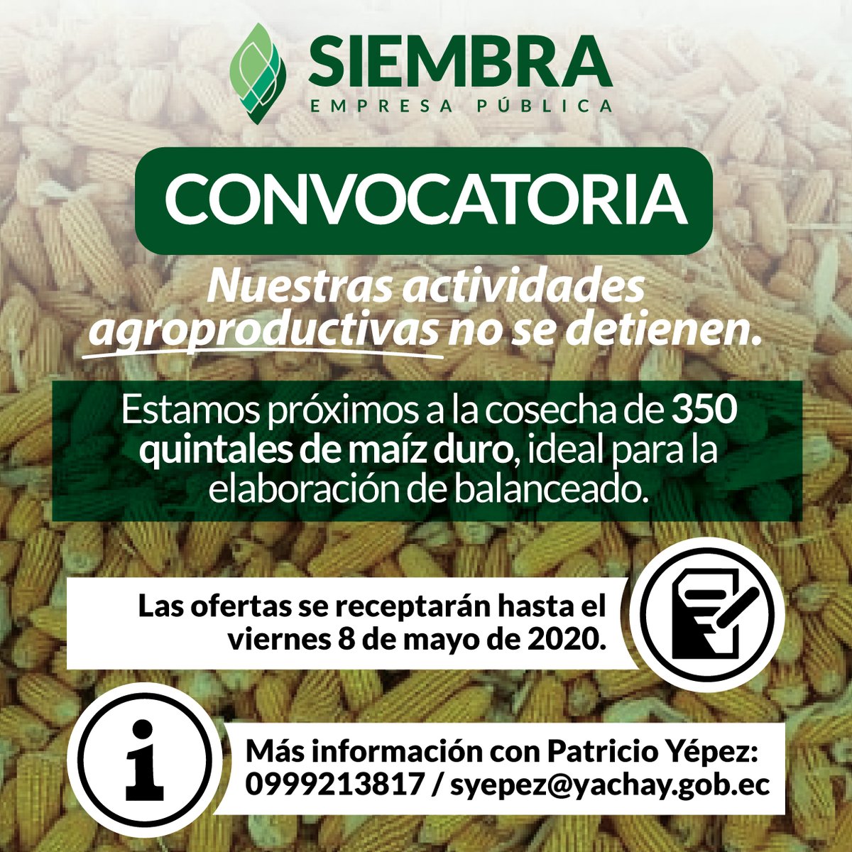 🌽Presenta tu oferta para la compra de maíz duro cultivado en los predios de #SiembraEP en #Urcuquí. 👨‍🌾👩‍🌾 📣#JuntosEcuador